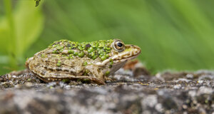 Ambiente Scrivia 2021