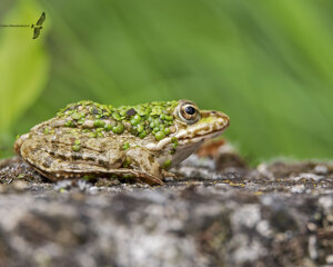 Ambiente Scrivia 2021