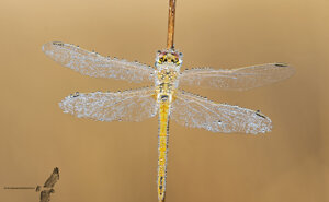 Ambiente Scrivia 2020