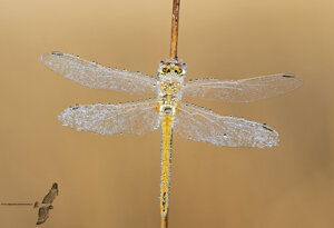 Ambiente Scrivia 2020