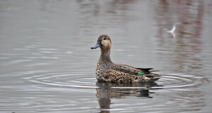 Ambiente scrivia 2018