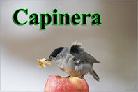 9a5aca7c-c7f3-4284-bad9-6cf1f5563eae