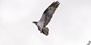 Falco pescatore - Pandion haliaetus