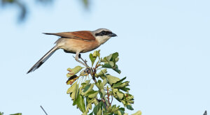 Ambiente Scrivia 2021