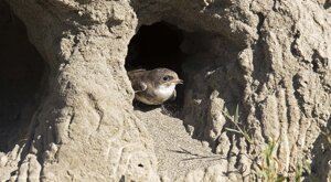 Ambiente Scrivia 2021