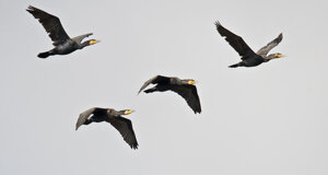 Ambiente Scrivia 2022