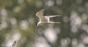 Sterna comune - Sterna hirundo