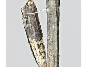 Ambiente scrivia 2024