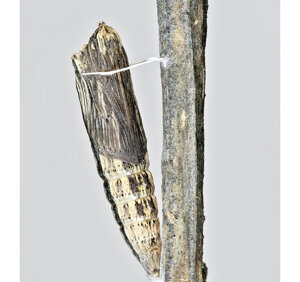 Ambiente scrivia 2024