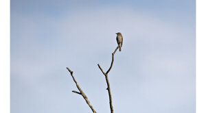 Ambiente scrivia 2024