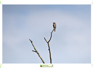 Ambiente scrivia 2024