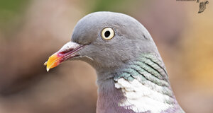 Colombaccio - Columba palumbus