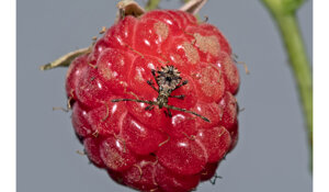 coreus%20marginatus%202.jpeg