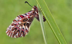 Ambiente scrivia 2019