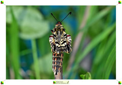 05-ali asciuga 1.jpeg 05-ali asciuga 1.jpeg