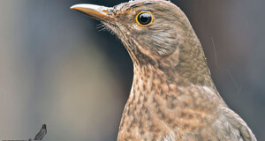 Merlo - Turdus merulas