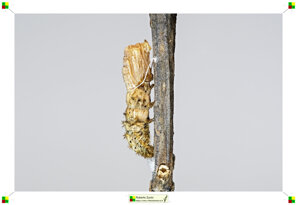 0f3eb959-3ada-4582-943d-2fbd4dc5ccd1