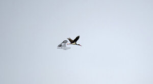 Ambiente Scrivia 2019