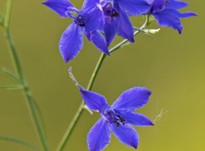 Ambiente Scrivia 2021