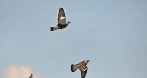 Colombacci - Columba palumbus