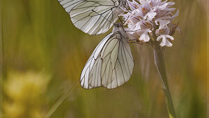 Parco Antola - Liguria