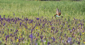 Ambiente scrivia 2018