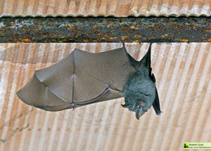 Rhinolophus ferrumequinum