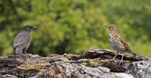 Capanno fotografico - Piemonte