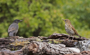 Capanno fotografico - Piemonte