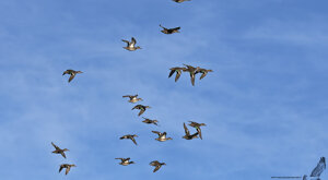 Ambiente Scrivia 2020