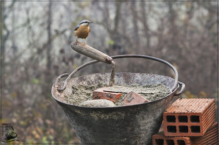 picchio-muratore-06-hd