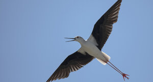 Ambiente scrivia 2017