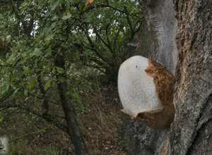 Ambiente scrivia (AL) Piemonte