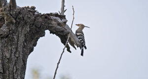 Ambiente Scrivia 2022