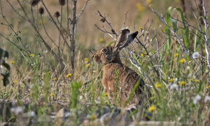 Ambiente scrivia 2019
