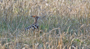 Ambiente scrivia 2019