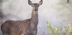 Ambiente Scrivia 2020