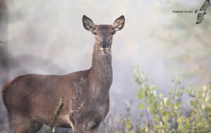 Ambiente Scrivia 2020