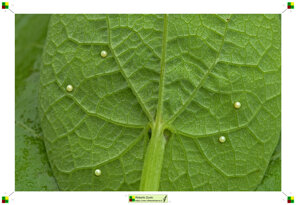 116d1907-f4e7-4888-a968-1d43480efc24