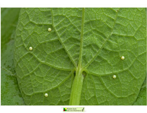 Ambiente scrivia 2024