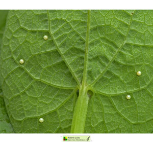 Ambiente scrivia 2024