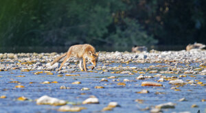 Ambiente Scrivia 2021