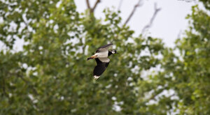 Ambiente scrivia 2109