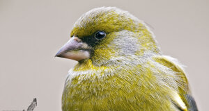 Verdone - Chloris chloris