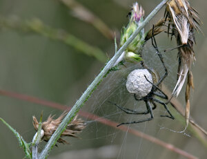 Ambiente Scrivia 2023