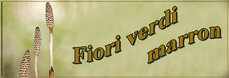 fiori-verdi-marron