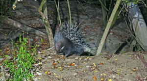 Ambiente Scrivia 2022