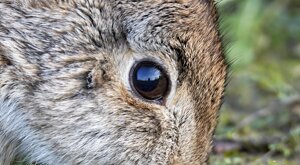 Ambiente Scrivia 2022