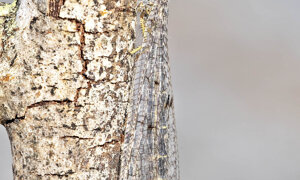 Ambiente Scrivia 2022