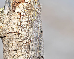 Ambiente Scrivia 2022